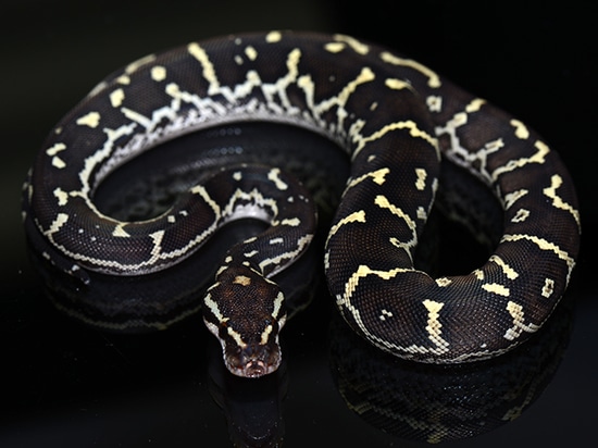Angolan Python by Jon's Jungle, LLC