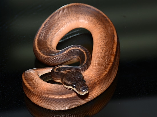 Cinnamon Leopard Yellow Belly Sunset Ball Python by Jon's Jungle, LLC