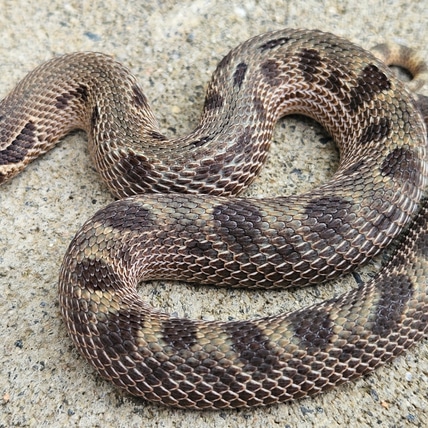 Arctic Sable Conda Western Hognose