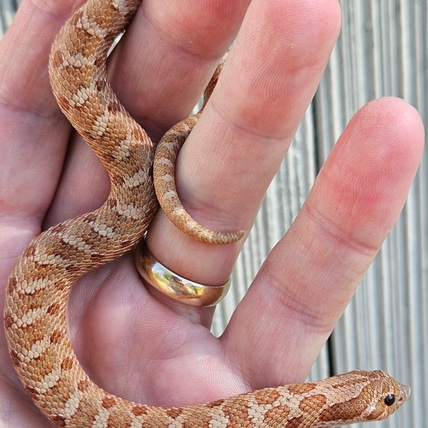 Mai Tai Western Hognose
