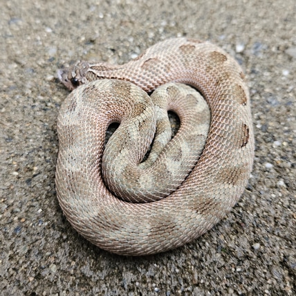 Sable Conda Het. Toffeebelly Western Hognose