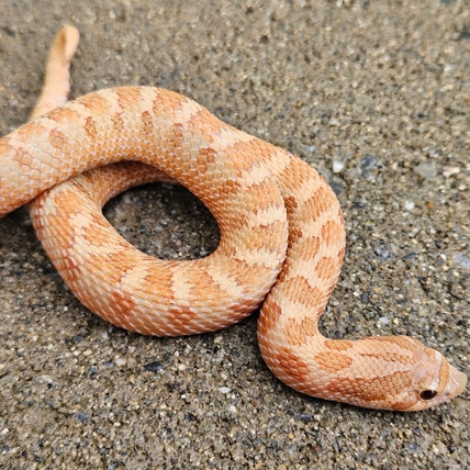 Mai Tai Western Hognose