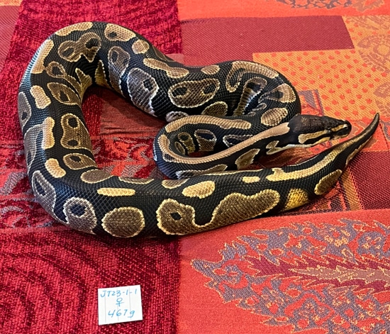 Normal Het Piebald Ball Python by JT Snakes