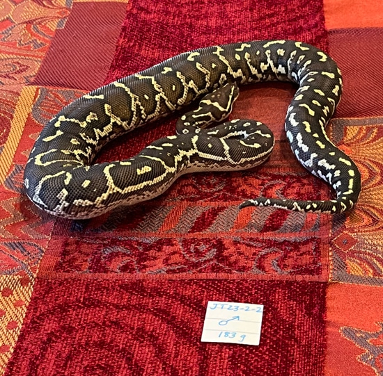 Angolan Python by JT Snakes