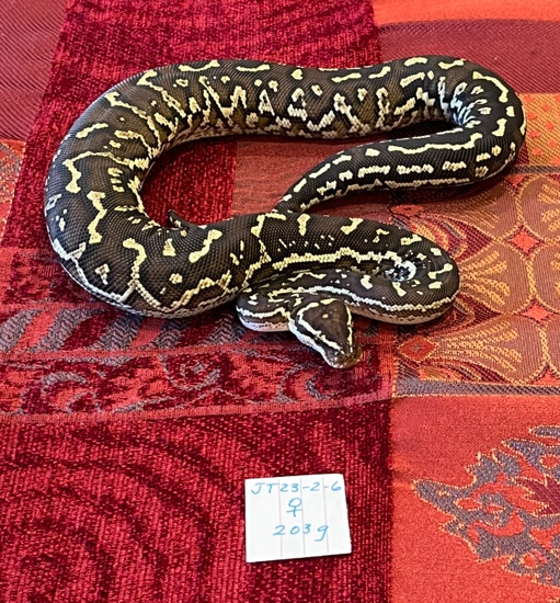 Angolan Python by JT Snakes