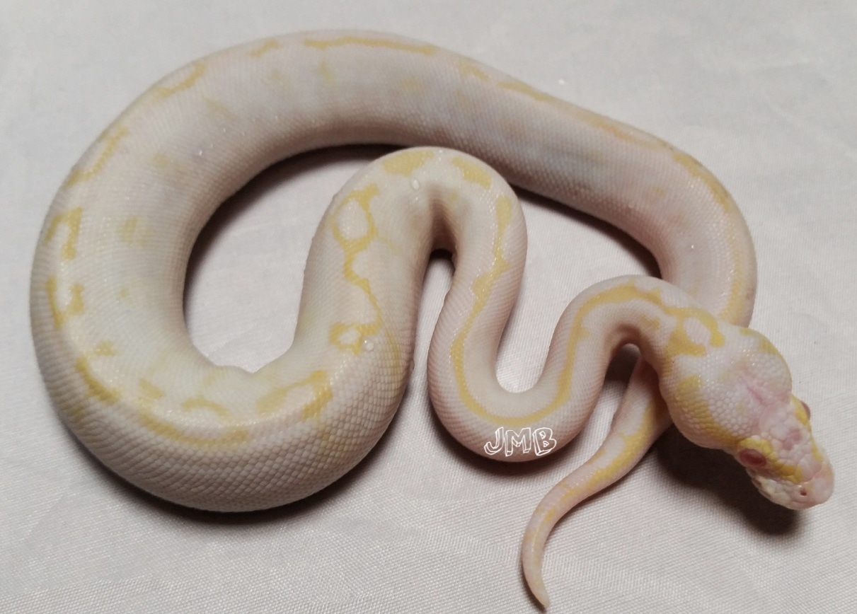 World's First Female Recessive Freeway Combo Is Available. Ball Python ...