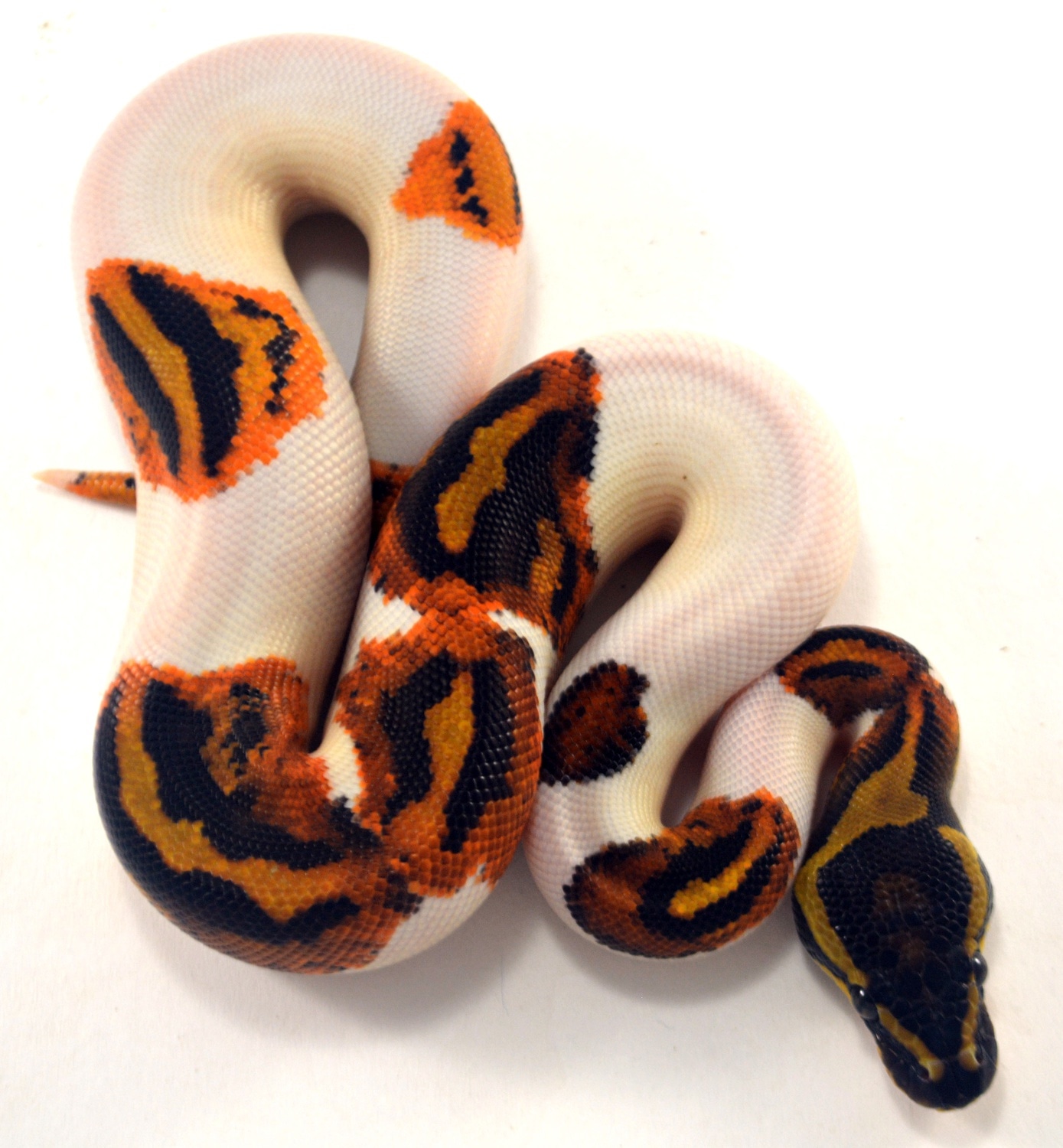 Yellow Belly Piebald Shipping Included! Ball Python by Maxx Boas MorphMarket
