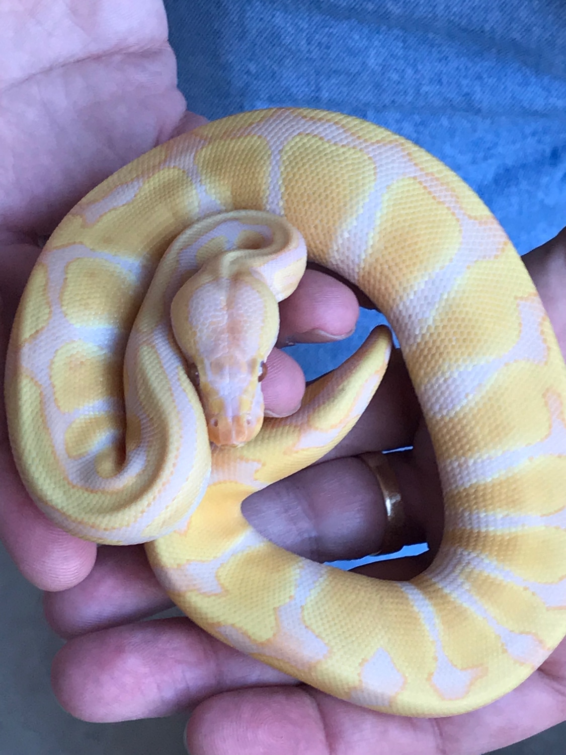 Candy Enchi Ball Python by Maxx BP's - MorphMarket