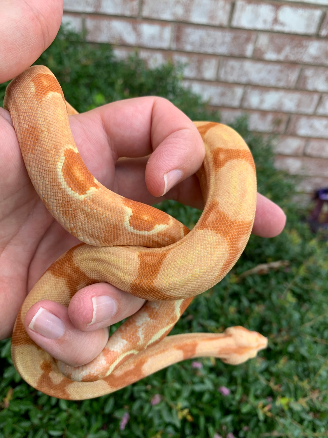 European Double Dose Red Pastel Sharp Sunglow (Poss Super) Boa