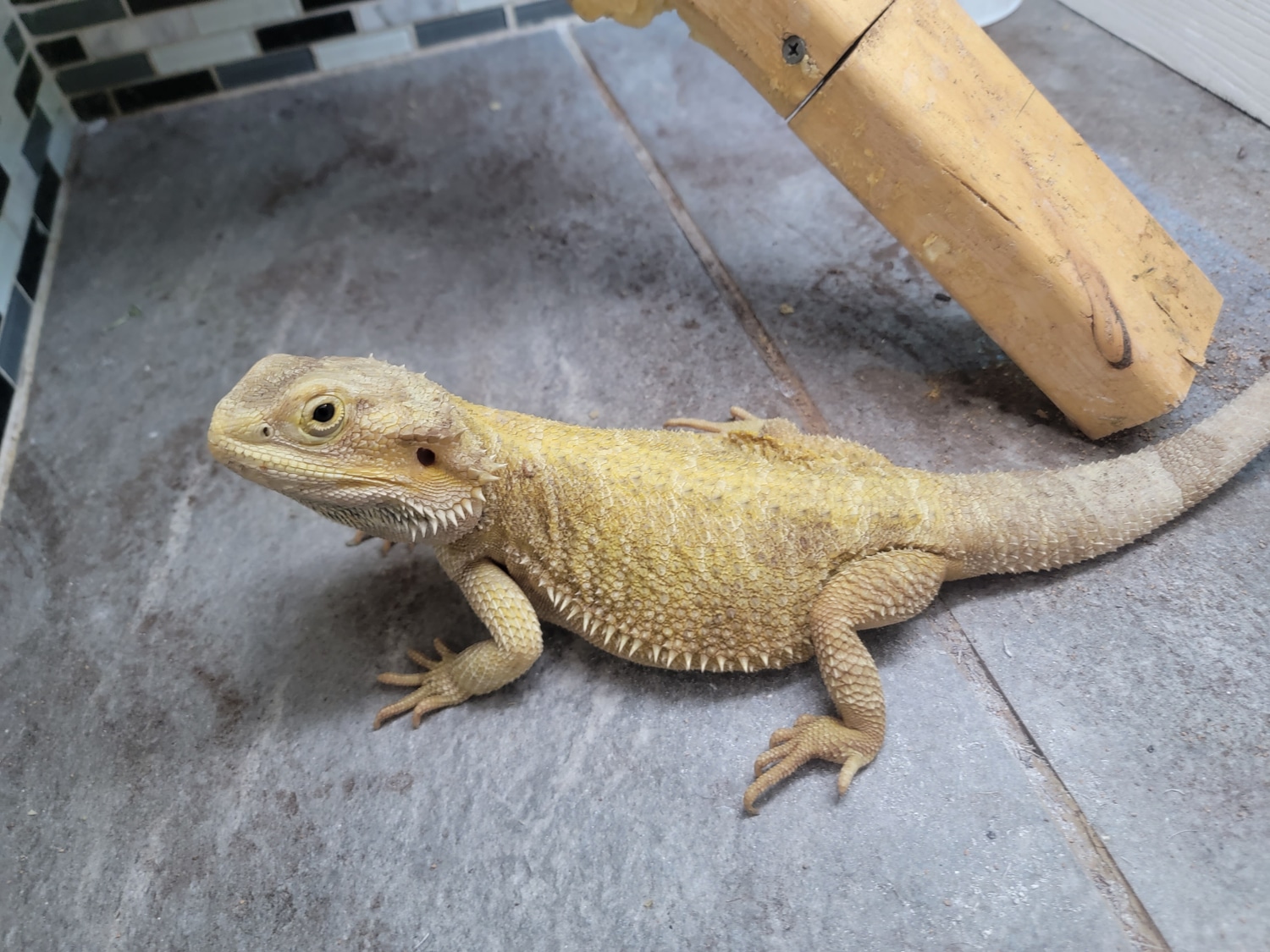 Breeder Famale Central Bearded Dragon by JM Dragons MorphMarket