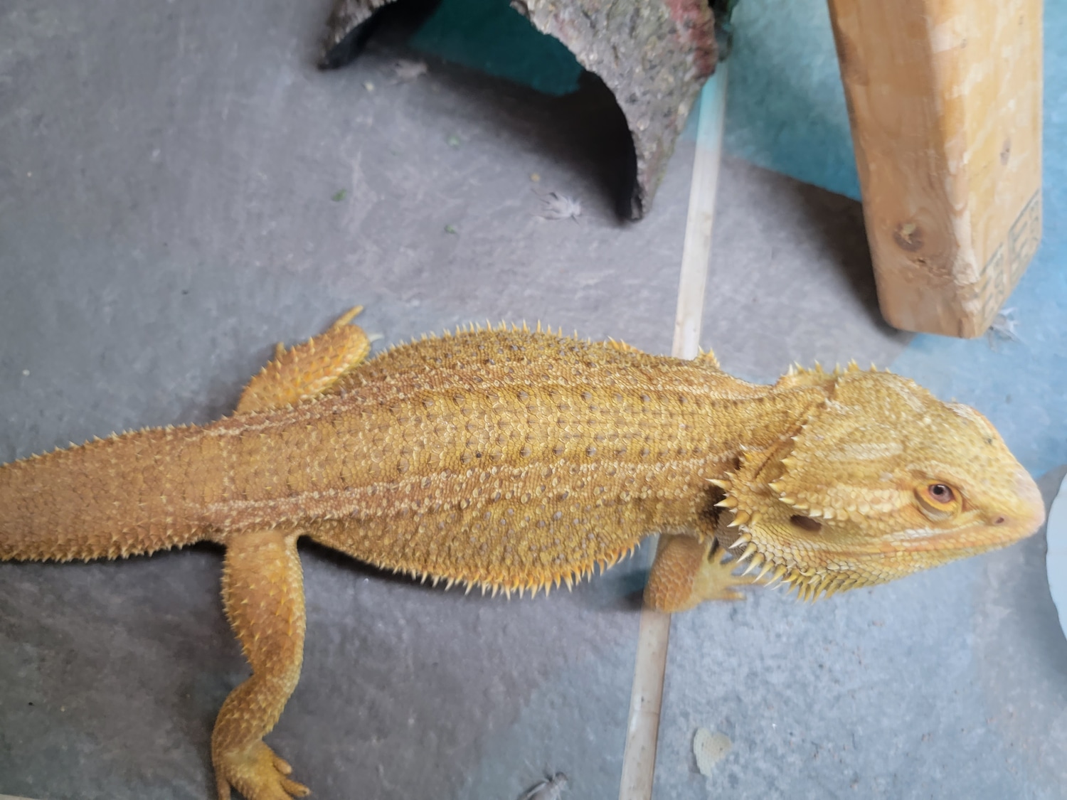 Proven Breeder Central Bearded Dragon by JM Dragons MorphMarket