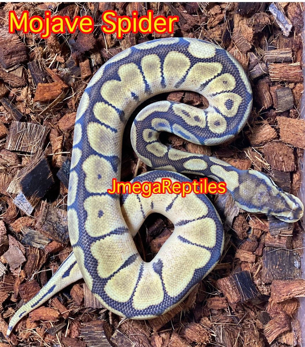 Mojave Spider Ball Python by Jmega Reptiles - MorphMarket