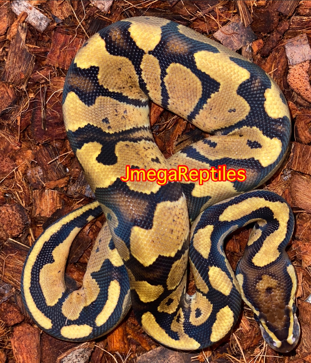 Vanilla Enchi Pos Het Pied Ball Python by JmegaReptiles - MorphMarket