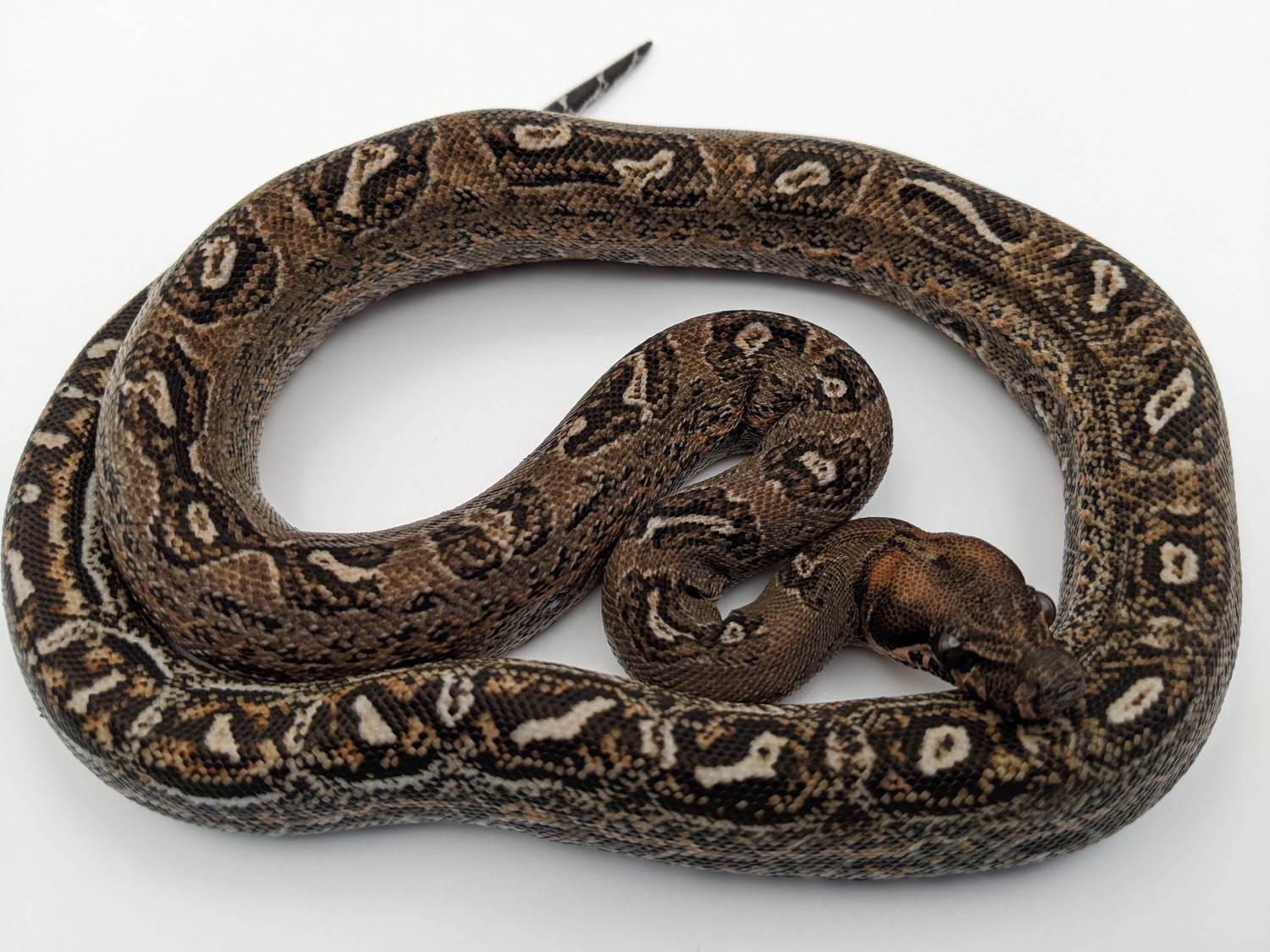Pure Sonoran Leopard Boa Boa Constrictor by Justin Messick MorphMarket