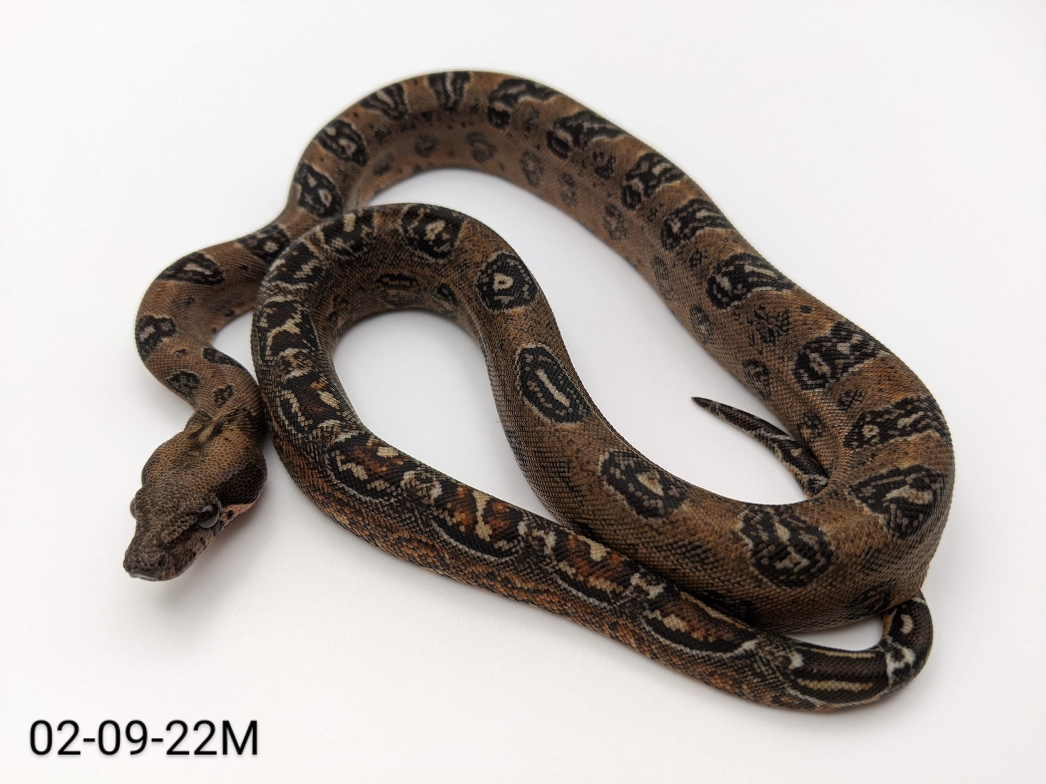 Pure Sonoran Leopard (Boa Sigma) Boa Constrictor by Justin Messick