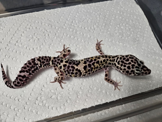 Mack Snow Leopard Gecko by Jmf Reptiles