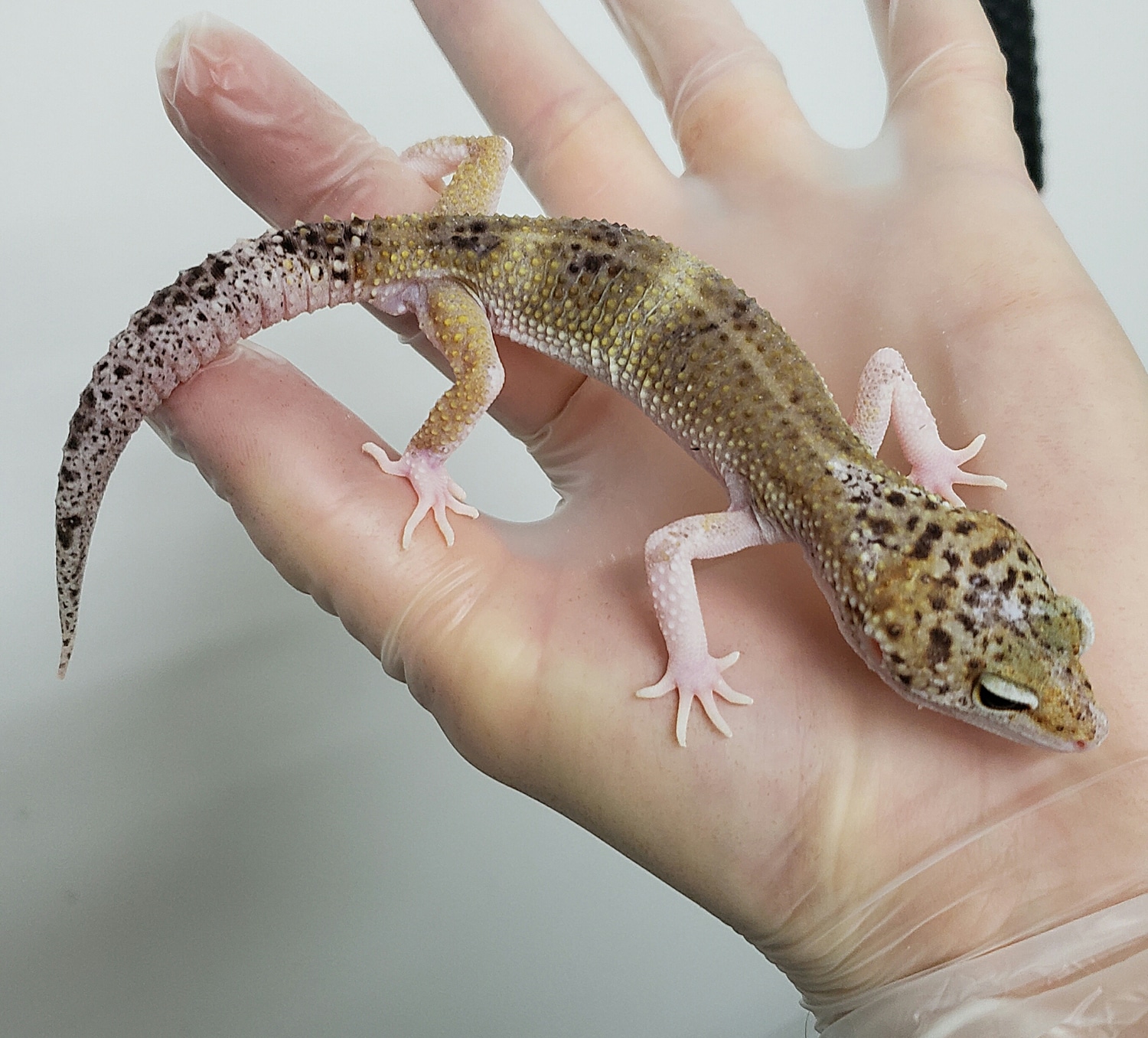 Snow Eclipse Hyper Xanthic Creamsicle Pos Het Tremper Albino Leopard