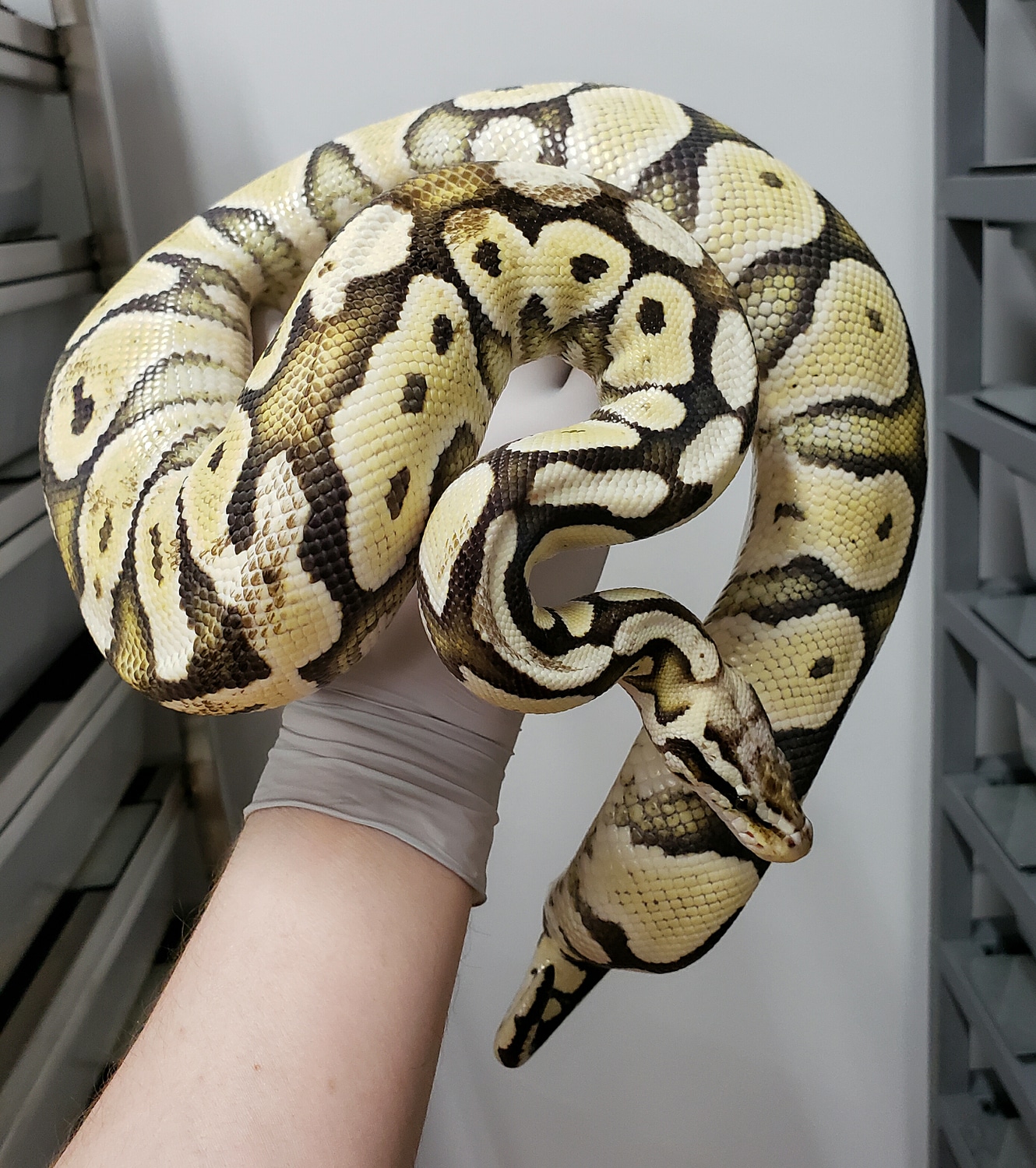 Desert Ghost Pastel Het Red Axanthic Paradox Ball Python by JMGreptile ...