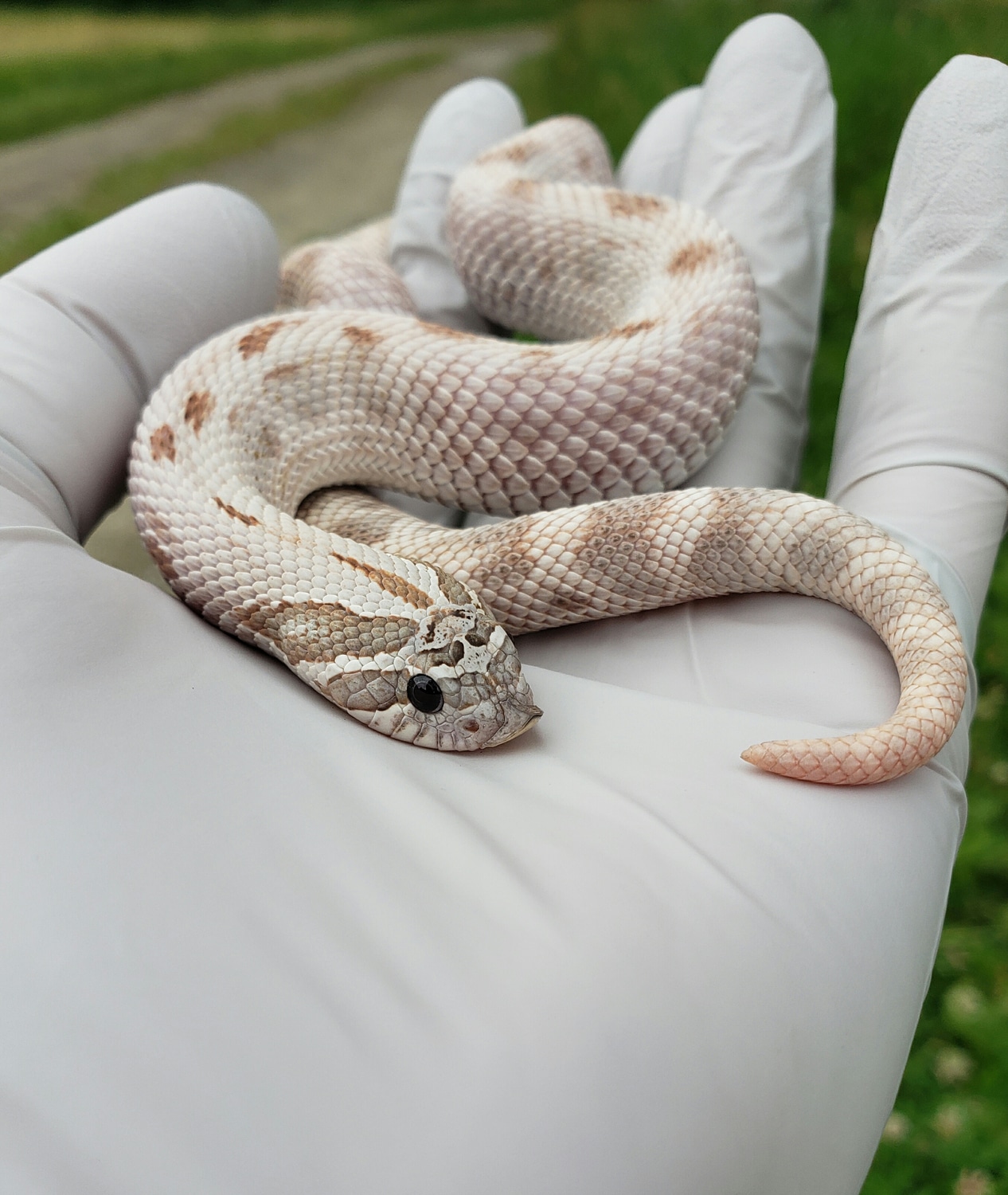 Lavender Anaconda Pos Het Coral Western Hognose by JMGreptile MorphMarket
