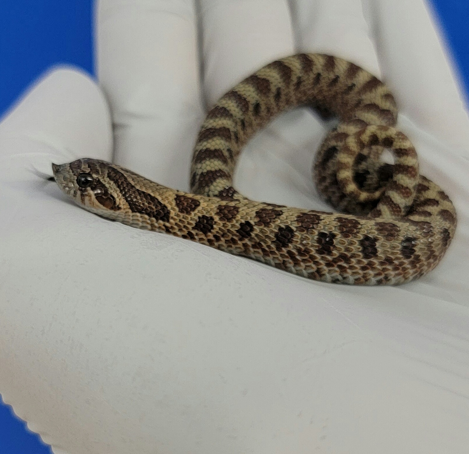 Sable 66 Pos Het Toffee Western Hognose by JMGreptile MorphMarket