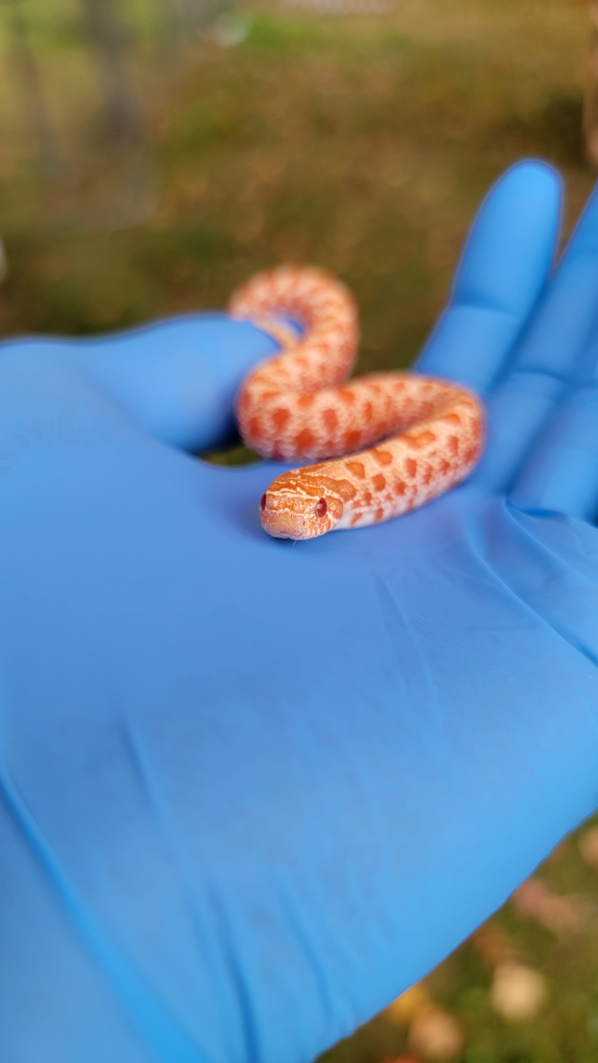 Extreme Red Albino Het Coral Western Hognose by JMGreptile MorphMarket