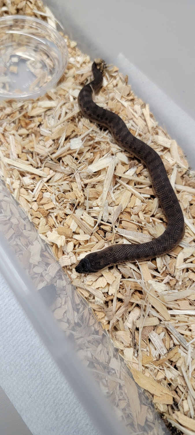 Swiss Chocolate Anaconda Western Hognose by JMGreptile MorphMarket