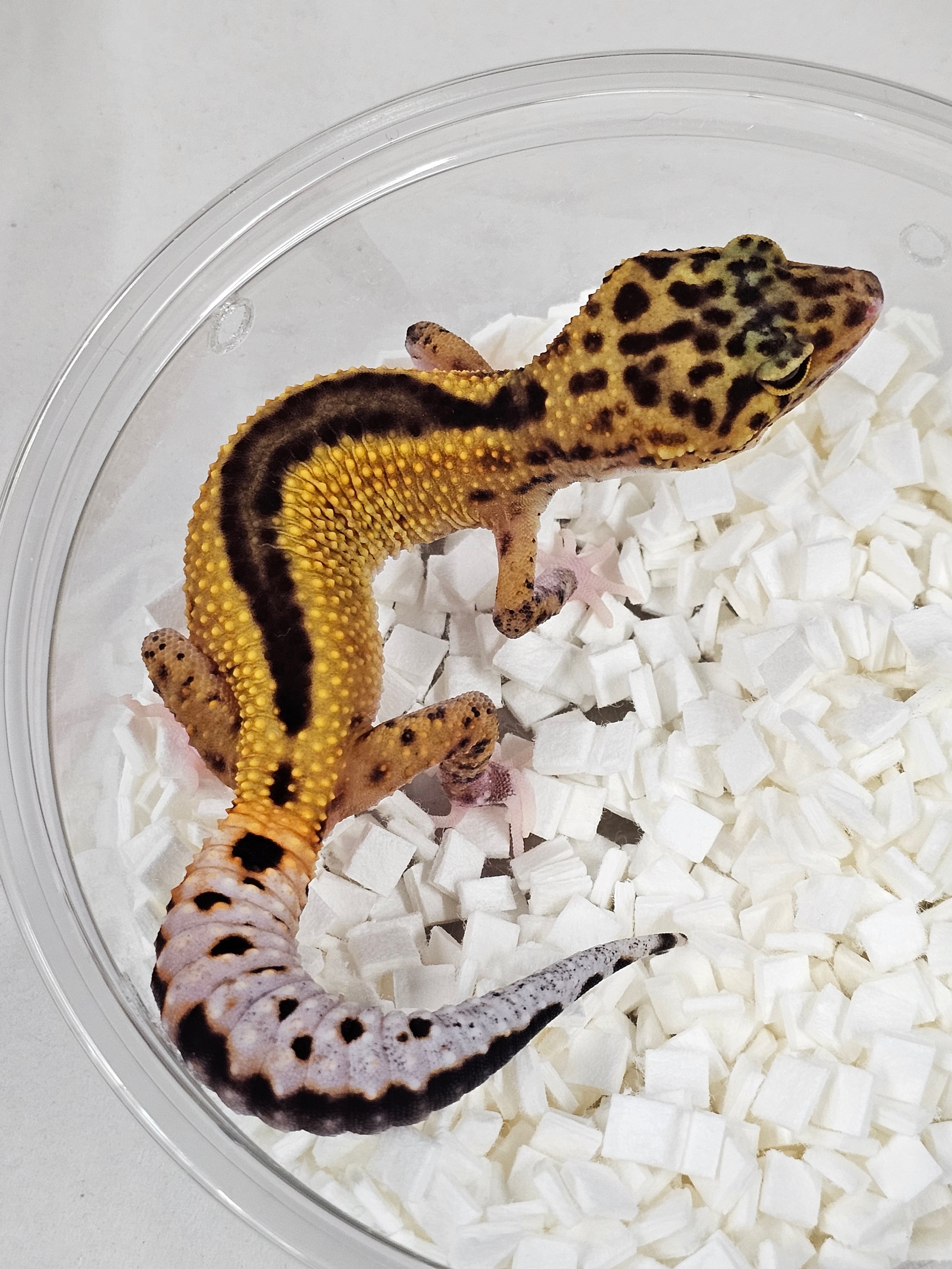 美品！DMC Classics Lizard Acute Dmc Lizard Acute1 | eBay