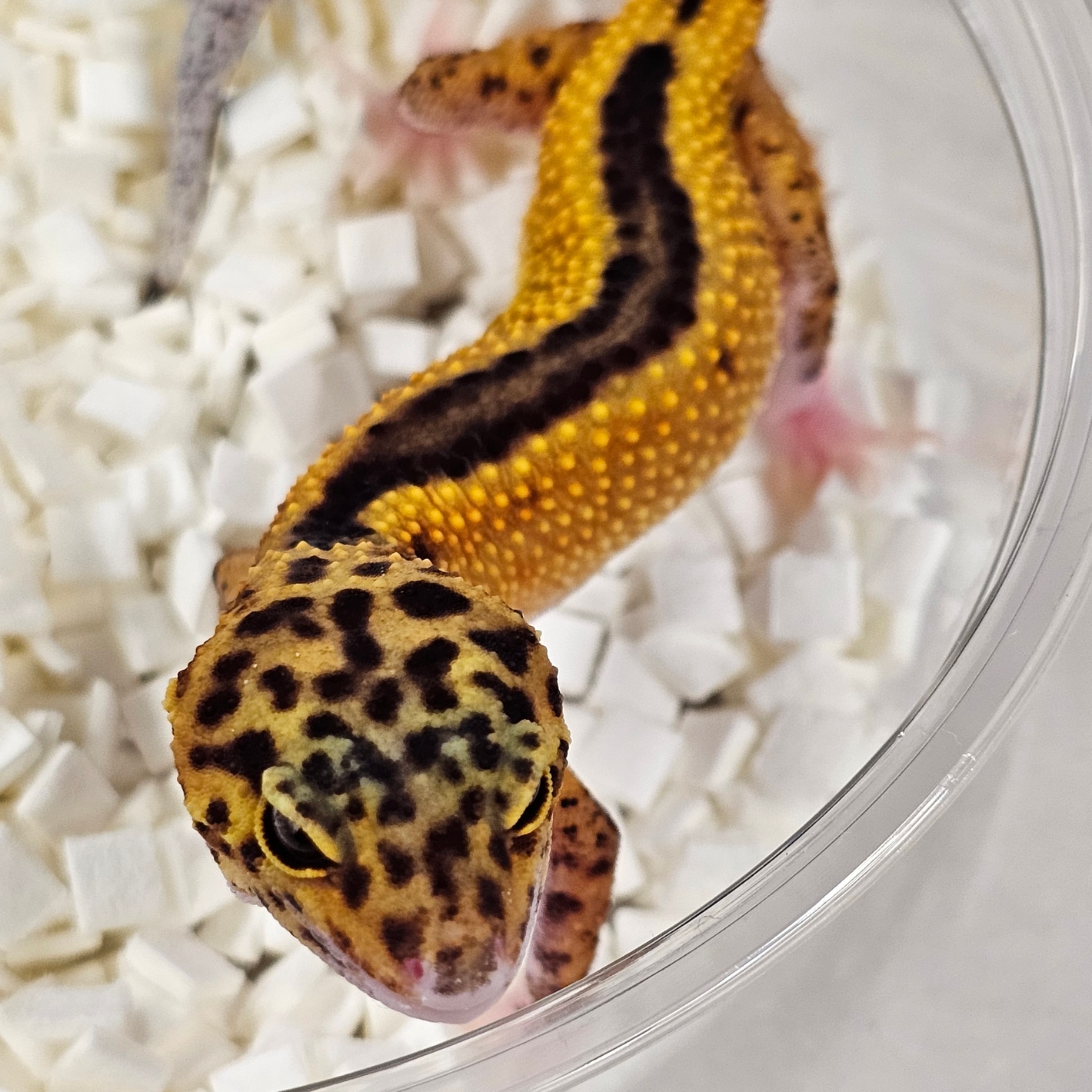 Hyper Xanthic Eclipse Reverse Stripe Blood Emerine. Pos Het