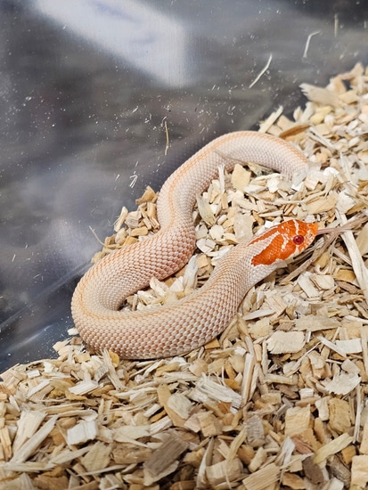超レア！　venomstrip 　marginal snow Red Arctic Sunburst ( Purple Ext Red Line Cross ) Western