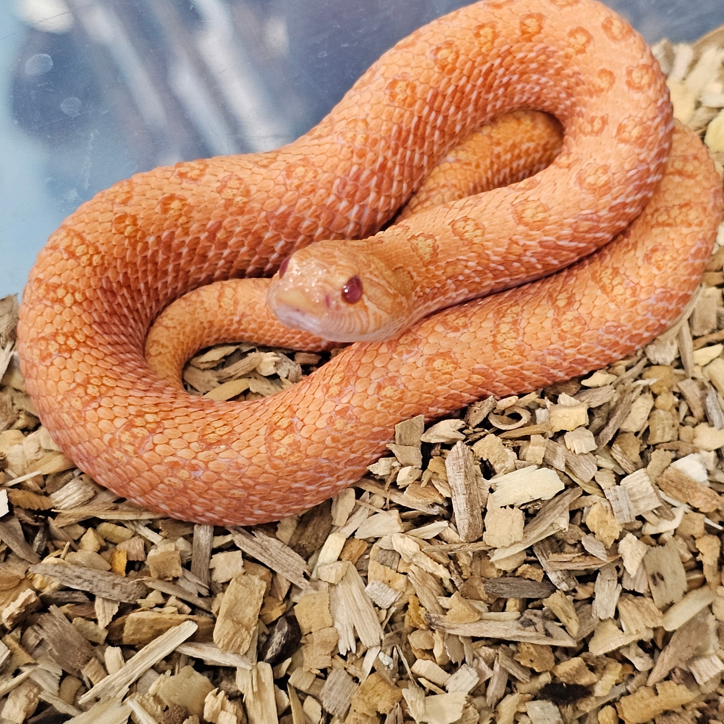 超レア！　venomstrip 　marginal snow Red Arctic Sunburst ( Purple Ext Red Line Cross ) Western