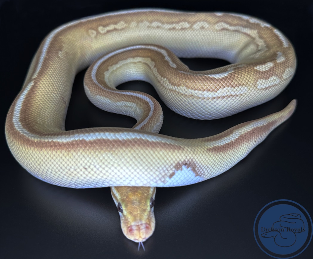 Banana Lesser (Butter) Cinnamon Ball Python by Dickson Royals - MorphMarket