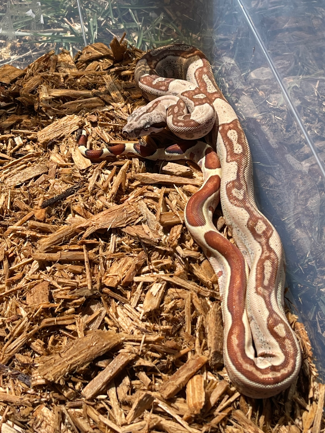 Hypo Jungle 100% Het Albino (Kahl) 100% Het Anery Boa Constrictor by