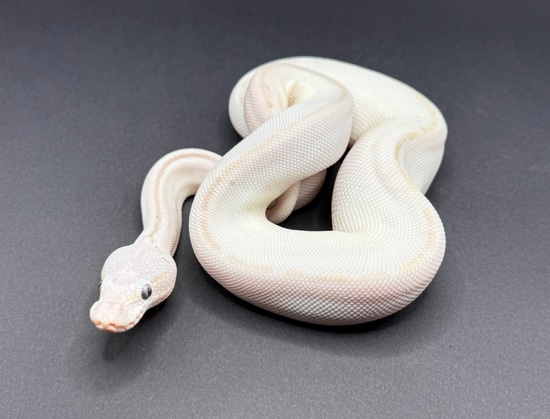 Blue Eyed Leucistic Ball Python by Morph Combat