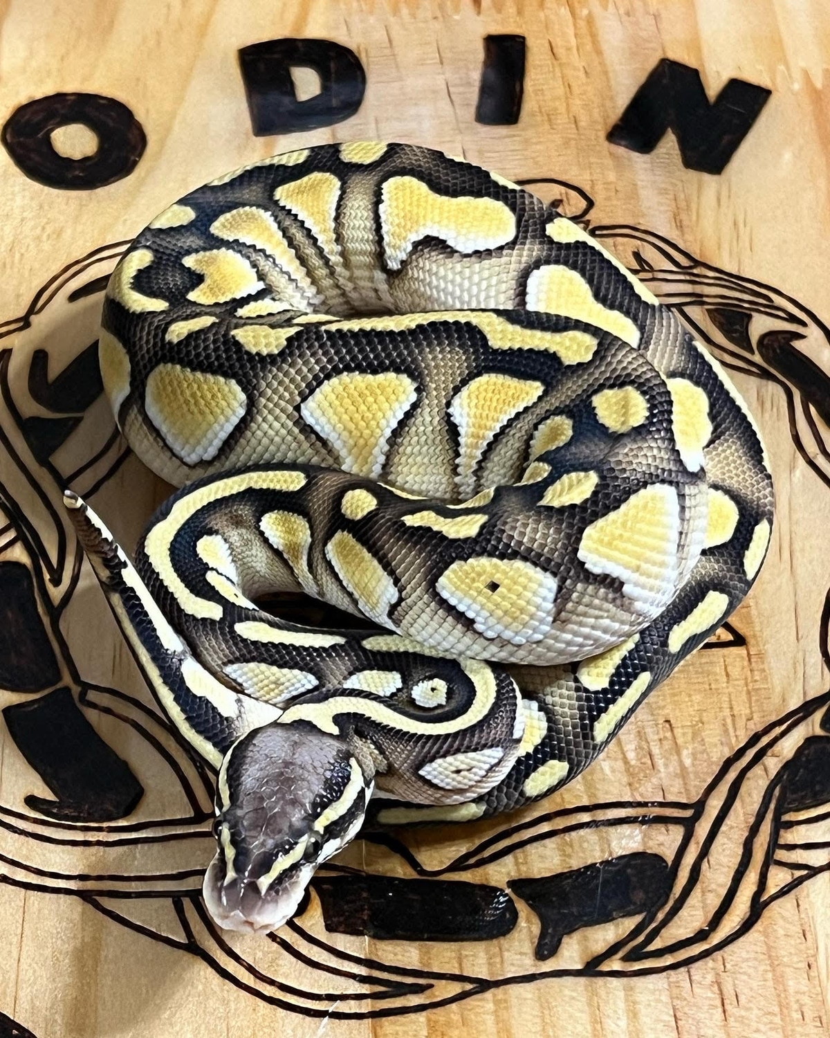 Pastel Butter Ball Python by Odin Reptiles - MorphMarket