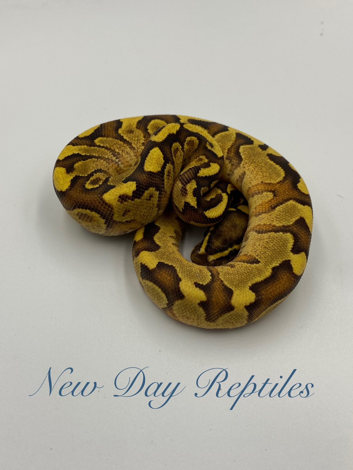 Enchi Fire Yellowbelly Ball Python by New Day Reptiles - MorphMarket