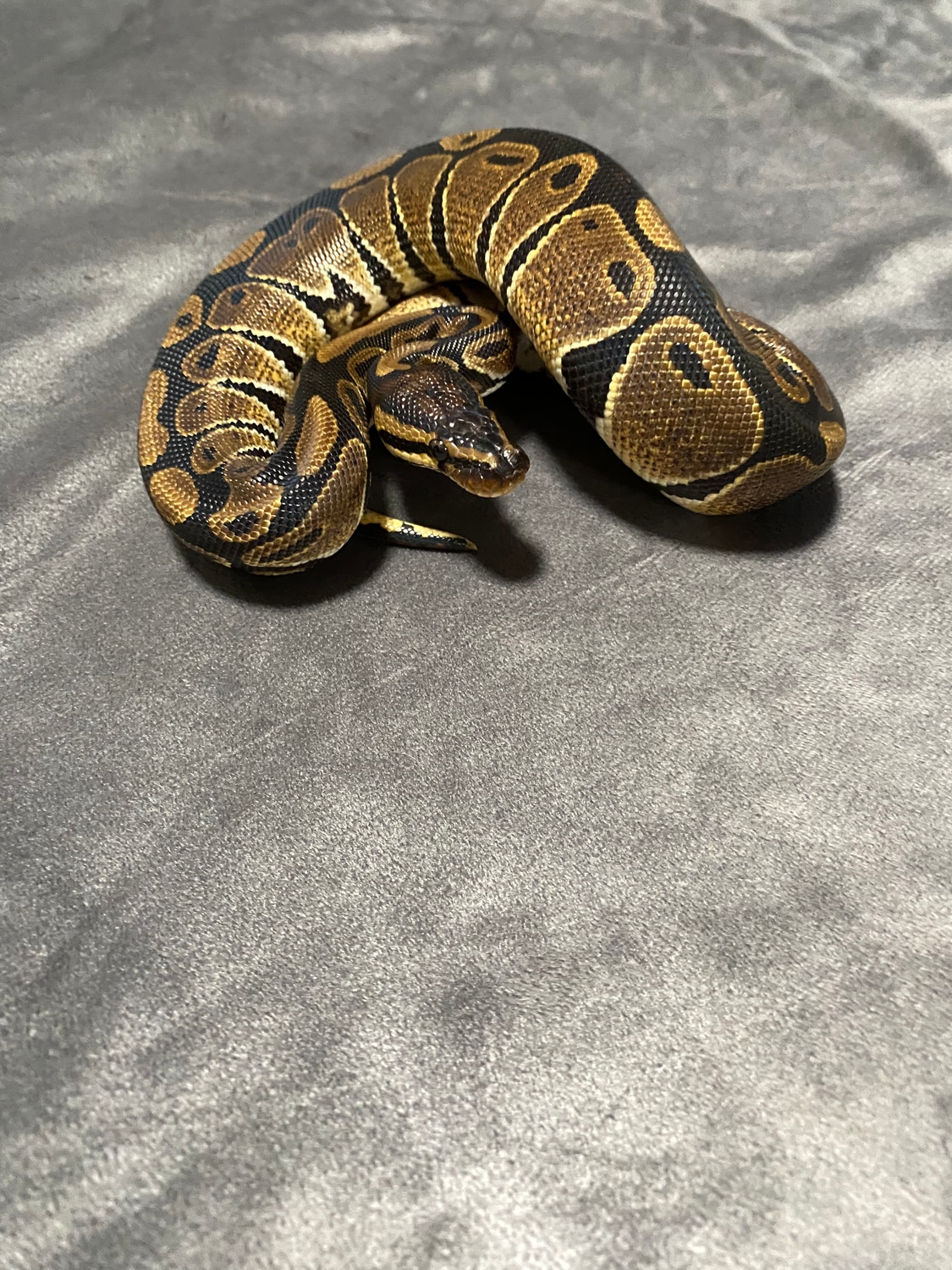 Normal Ball Python by New Day Reptiles - MorphMarket
