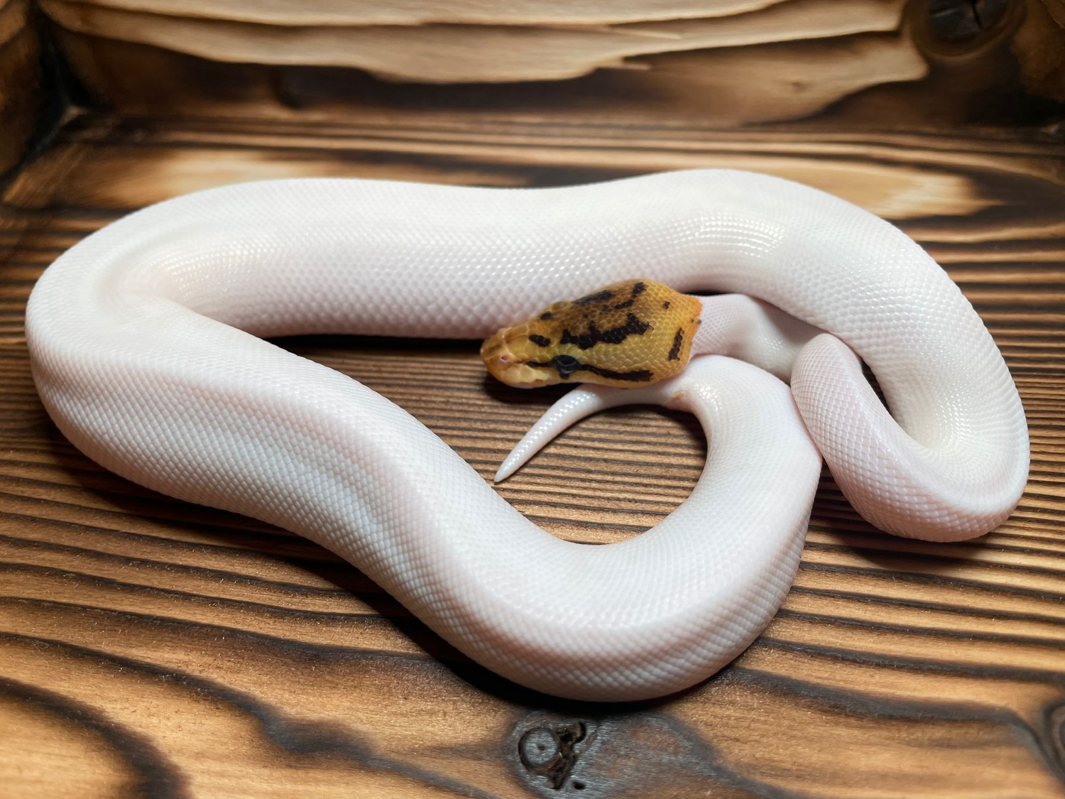 Spider Pied Het Albino Ball Python By Jm Reptile Designs Morphmarket