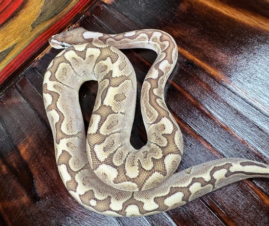 Bamboo Ball Python by JM Reptile Designs