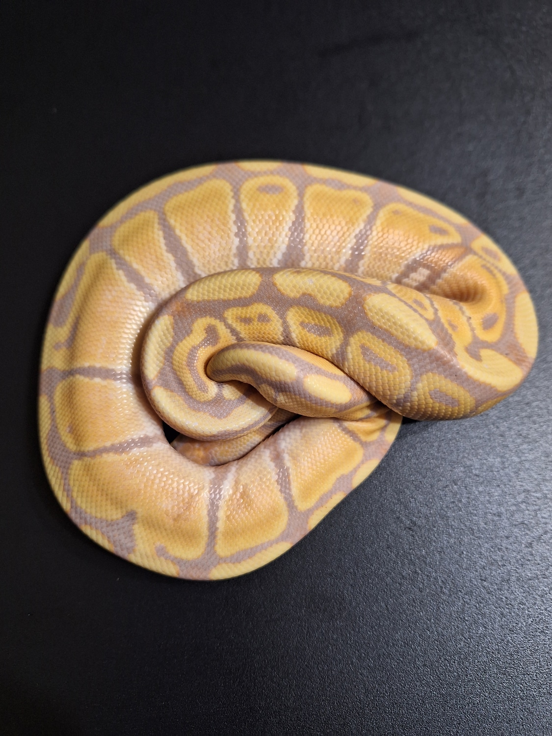Banana Enchi Pos Het Hypo/gstripe Ball Python by JAMout Reptiles