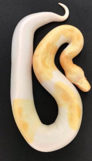 T-albino Pied Blood Python by Twisted pythons and Everything tarantula’s