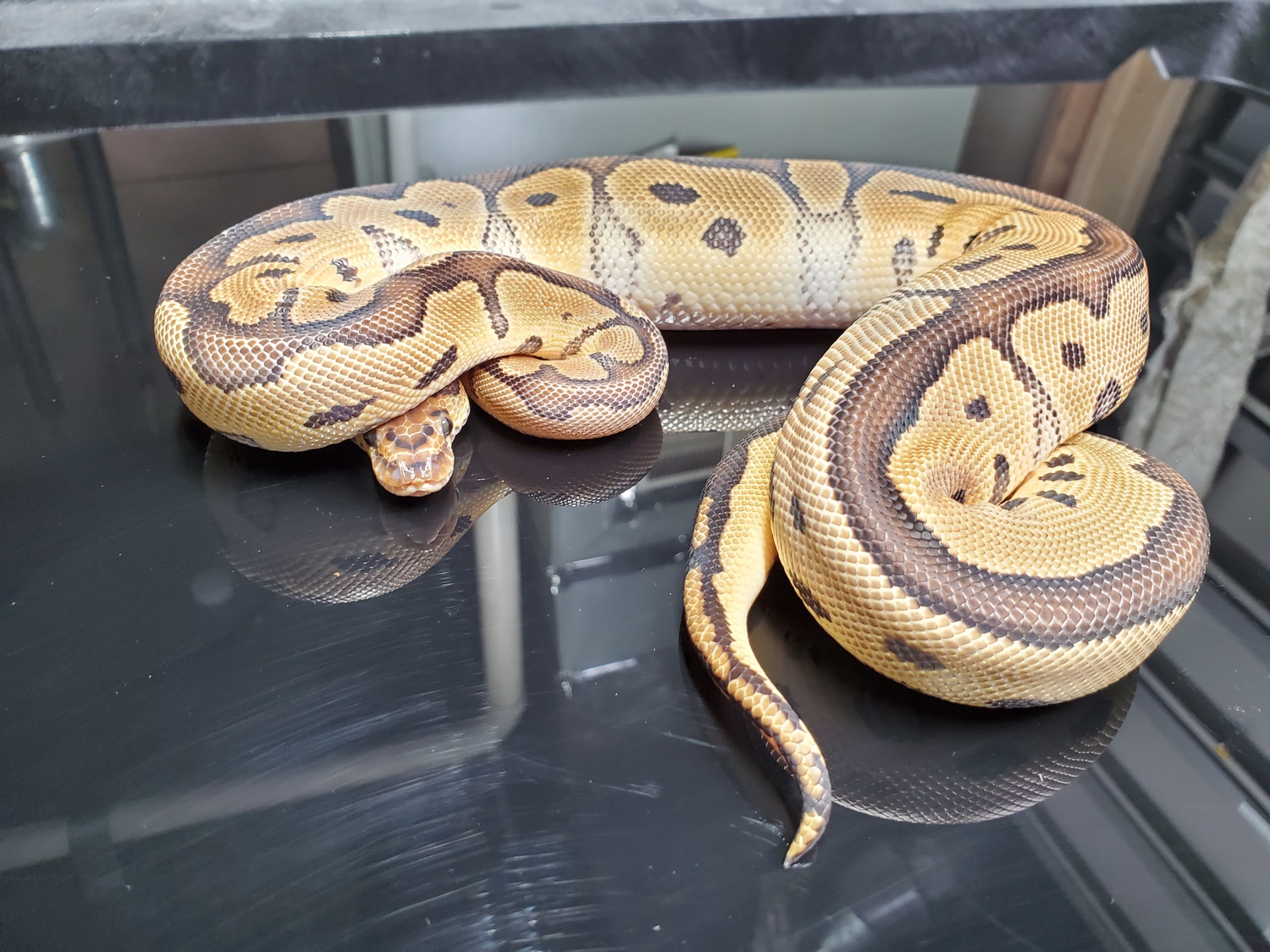 400g Female Clown! Ball Python by SNKE LTD (BlindStryke Exotics) MorphMarket