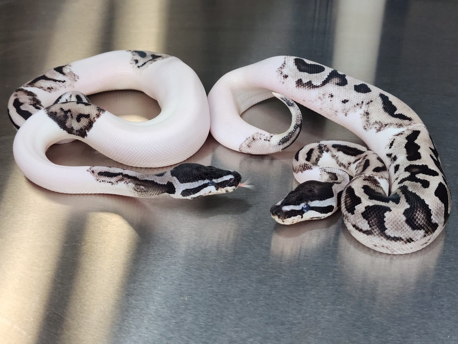 PAIR ⚡️Lightning Pied⚡️ Ball Python by SNKE LTD - (BlindStryke Exotics ...
