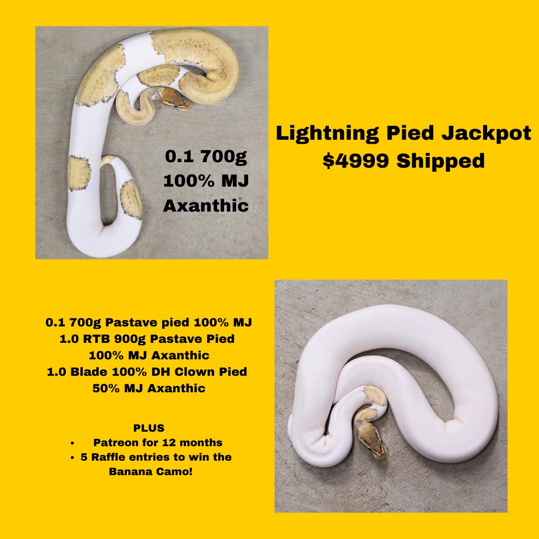 ⚡ *FLASH SALE + 500 GC* RTB MJ Lightning Pied Clown Group Ball Python