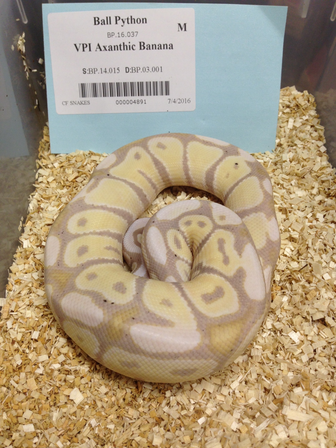 VPI Axanthic Banana Ball Python by Gateway City Reptiles MorphMarket