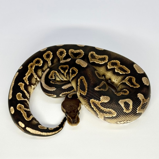 Cinnamon Yellow Belly Ball Python by Trinity Herps