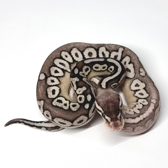 Fire Pewter Calico Ringer Gene Black Head POS Yellow Belly Ball Python ...