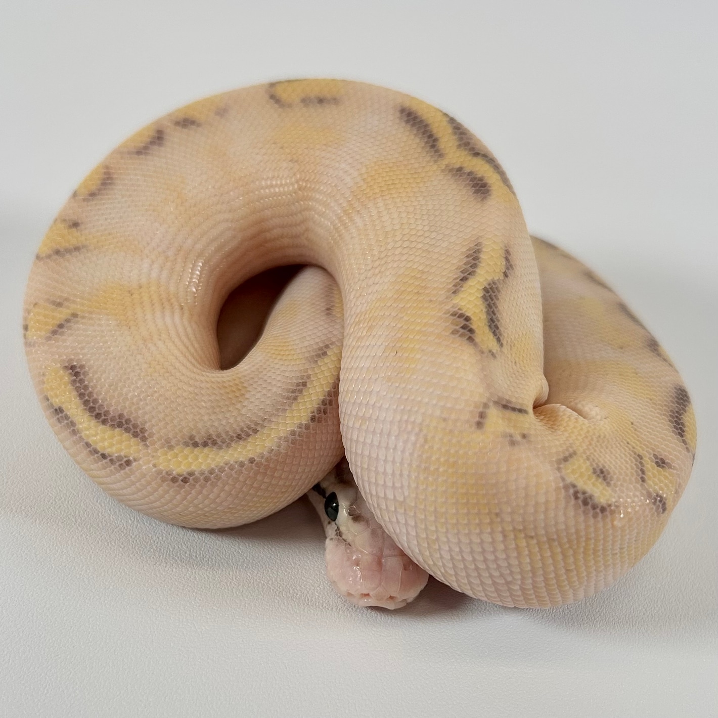 Pastel Enchi Puma (YB Spark) Ball Pythons by Trinity Herps
