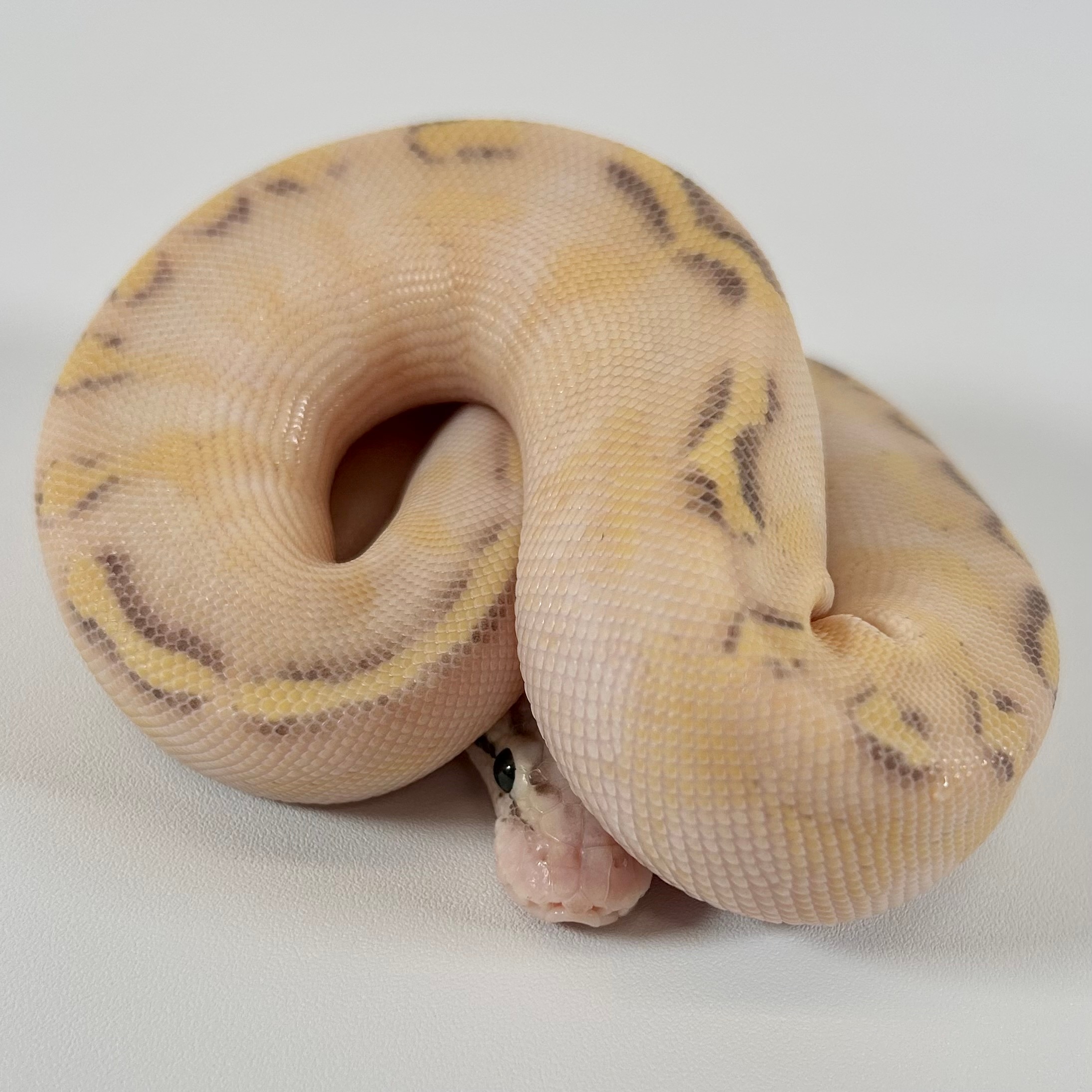 Pastel Enchi Puma (YB Spark) Ball Pythons by Trinity Herps
