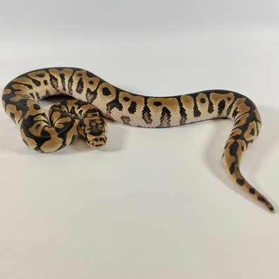 chocoみみ 新感触 耳かき みみかき みみごこち 160本 極細ブラシ 耳ケア 耳