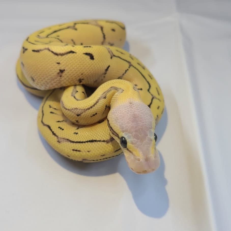 2022 Lemon Blast DG Male Ball Python by Elite Reptiles MorphMarket